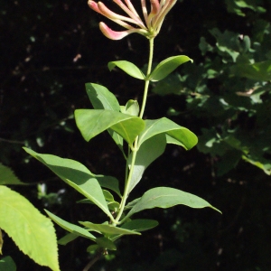 Photographie n°321783 du taxon Lonicera periclymenum L. [1753]