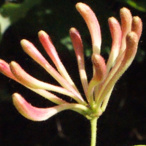 Photographie n°321784 du taxon Lonicera periclymenum L. [1753]