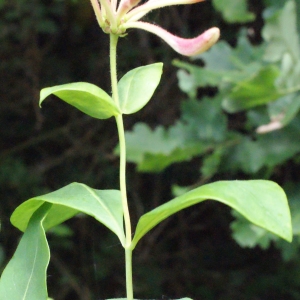 Photographie n°321785 du taxon Lonicera periclymenum L. [1753]
