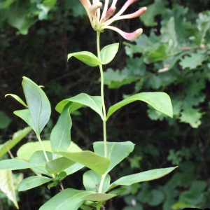 Photographie n°321786 du taxon Lonicera periclymenum L. [1753]