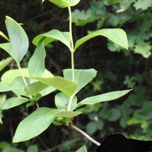 Photographie n°321787 du taxon Lonicera periclymenum L. [1753]