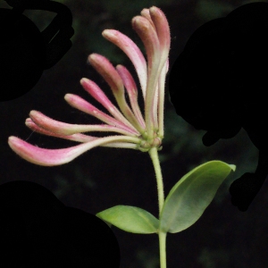 Photographie n°321788 du taxon Lonicera periclymenum L. [1753]