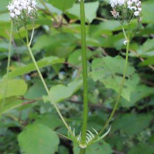 Photographie n°321814 du taxon Valeriana officinalis L. [1753]