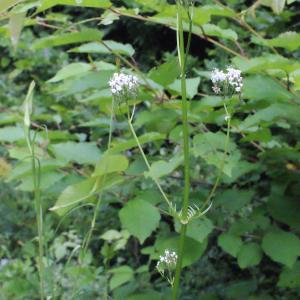 Photographie n°321815 du taxon Valeriana officinalis L. [1753]