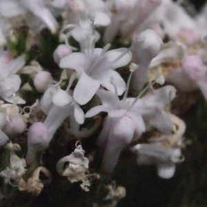 Valeriana officinalis L. (Valériane à petites feuilles)