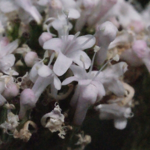 Photographie n°321819 du taxon Valeriana officinalis L. [1753]