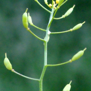  - Rorippa pyrenaica (All.) Rchb.