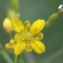  Liliane Roubaudi - Rorippa pyrenaica (All.) Rchb.