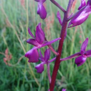 Photographie n°322017 du taxon Anacamptis laxiflora (Lam.) R.M.Bateman, Pridgeon & M.W.Chase [1997]