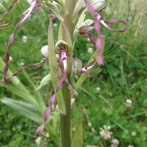 Photographie n°322101 du taxon Himantoglossum hircinum (L.) Spreng. [1826]