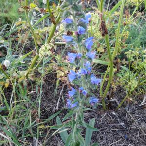 Photographie n°322149 du taxon Echium vulgare L. [1753]