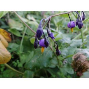 Solanum dulcamara f. littorale (Brand) Raab (Douce-amère marine)