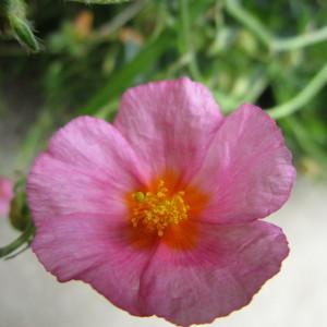 Photographie n°322250 du taxon Cistus L. [1753]