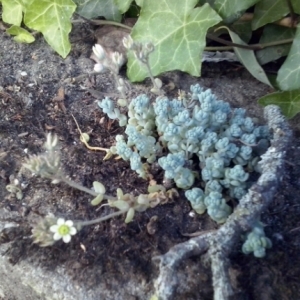 Photographie n°322263 du taxon Sedum dasyphyllum L. [1753]