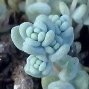 Photographie n°322264 du taxon Sedum dasyphyllum L. [1753]