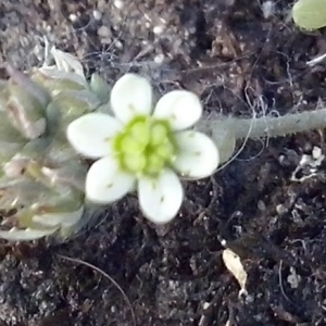 Photographie n°322266 du taxon Sedum dasyphyllum L. [1753]