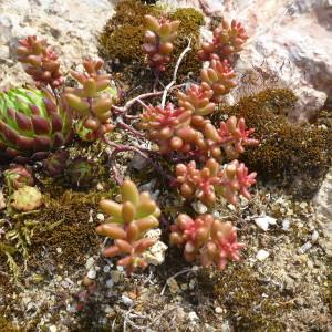 Sedum album L. var. album (Orpin blanc)