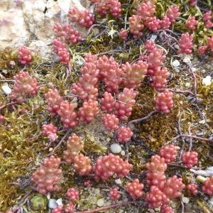 Sedum album var. micranthum (Bastard ex DC.) DC. (Orpin à petites fleurs)