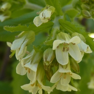 Photographie n°322355 du taxon Arabis turrita L. [1753]