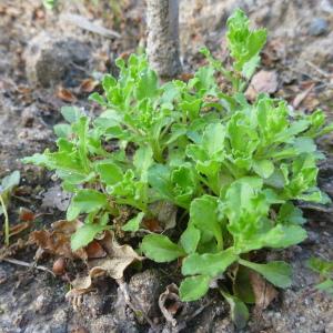 Photographie n°322382 du taxon Legousia hybrida (L.) Delarbre [1800]