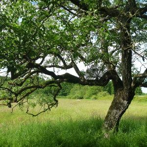 Photographie n°322396 du taxon Viscum album subsp. album