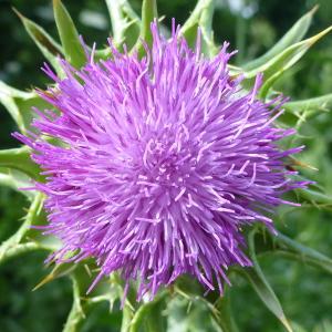 Photographie n°322405 du taxon Silybum marianum (L.) Gaertn. [1791]