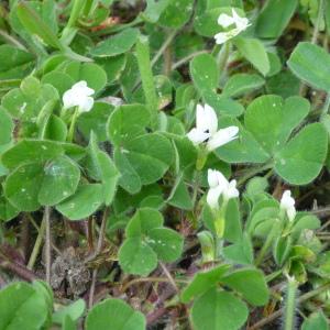  - Trifolium subterraneum var. subterraneum