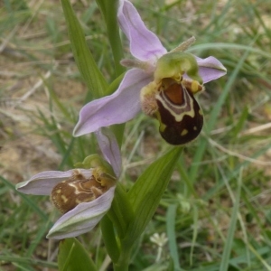 Photographie n°322410 du taxon Ophrys apifera Huds. [1762]