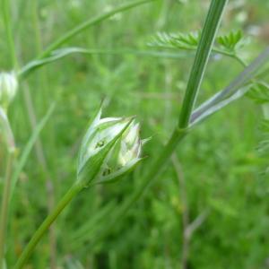 Photographie n°322454 du taxon Orlaya grandiflora (L.) Hoffm. [1814]