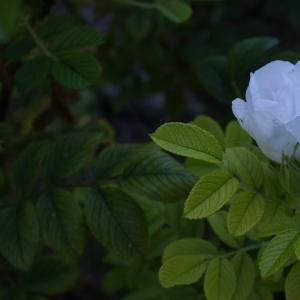 Rosa rugosa Thunb. (Rosier rugueux)