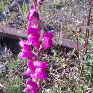 Photographie n°322593 du taxon Antirrhinum majus L. [1753]