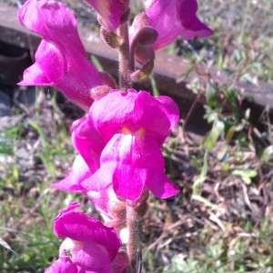 Photographie n°322594 du taxon Antirrhinum majus L. [1753]