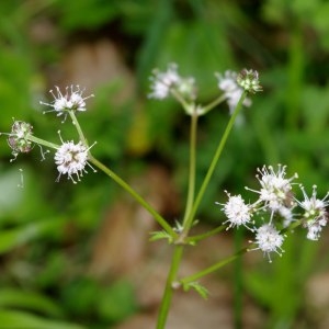 Photographie n°322627 du taxon Sanicula europaea L. [1753]