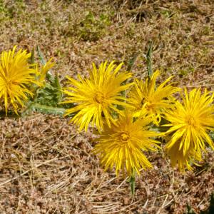 Photographie n°322722 du taxon Scolymus hispanicus L. [1753]