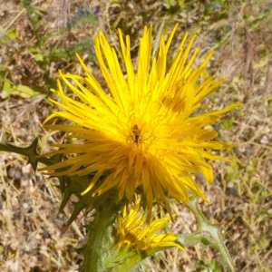 Photographie n°322726 du taxon Scolymus hispanicus L. [1753]