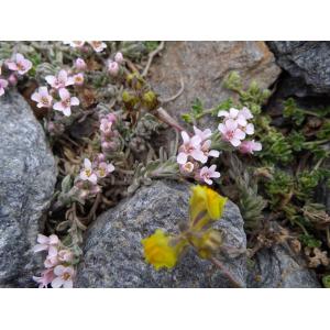 Hormathophylla purpurea (Lag. & Rodr.) P.Küpfer