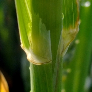 Photographie n°322786 du taxon Avena sativa L. [1753]