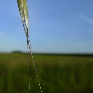 Photographie n°322790 du taxon Avena sativa L. [1753]