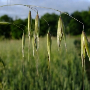 Photographie n°322793 du taxon Avena sativa L. [1753]