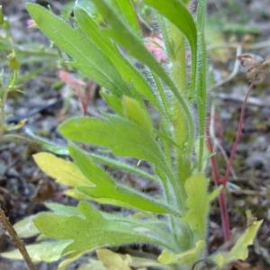 Photographie n°322819 du taxon Erigeron canadensis L. [1753]