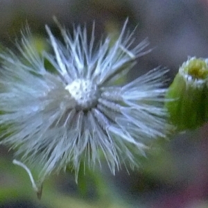 Photographie n°322822 du taxon Erigeron canadensis L. [1753]