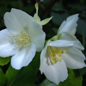 Photographie n°322832 du taxon Philadelphus coronarius L. [1753]