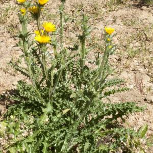 Photographie n°322985 du taxon Scolymus hispanicus L. [1753]