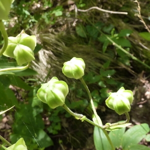 Photographie n°323164 du taxon Lilium martagon L. [1753]