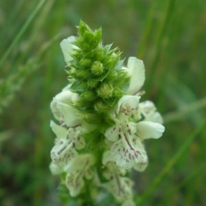 Photographie n°323177 du taxon Stachys recta L.