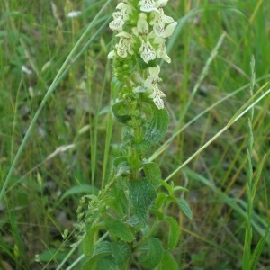 Photographie n°323178 du taxon Stachys recta L.