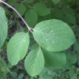 Photographie n°323183 du taxon Lonicera xylosteum L. [1753]