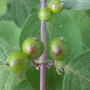 Photographie n°323184 du taxon Lonicera xylosteum L. [1753]