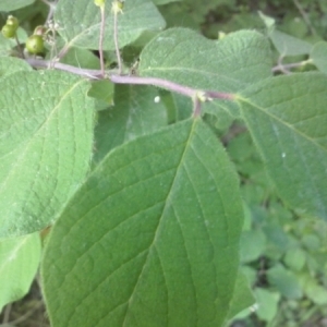 Photographie n°323185 du taxon Lonicera xylosteum L. [1753]