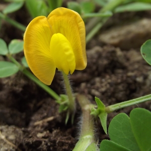 Arachis hypogaea L.